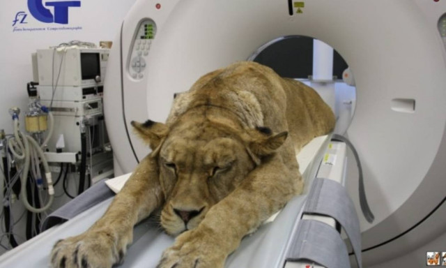 Κάνουν τα λιοντάρια αξονική τομογραφία; Κι όμως... (photos)
