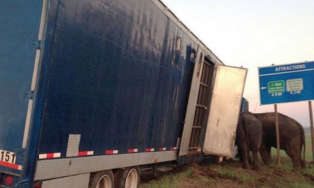 Φορτηγό-θηρίο γλιτώνει την ανατροπή χάρη σε... ελέφαντες (vid)