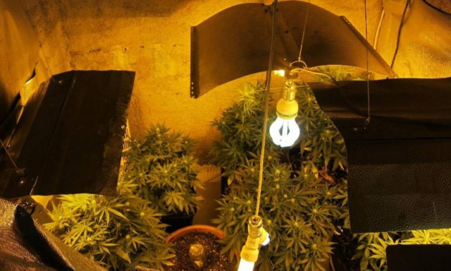 Συλλήψεις για καλλιέργεια χασίς (Photos)