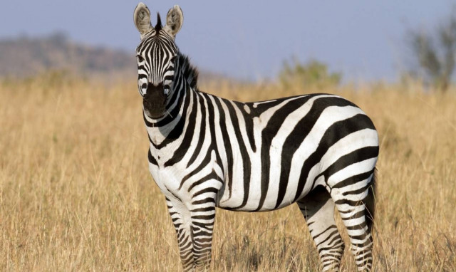 Ξεκαρδιστικό: Το άλογο, ο γάιδαρος και η Γιουβέντους