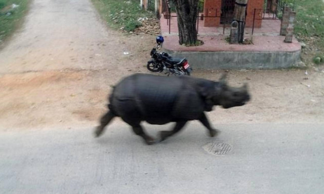 Νεπάλ: Αφηνιασμένος ρινόκερος σκοτώνει γυναίκα (video+pics)