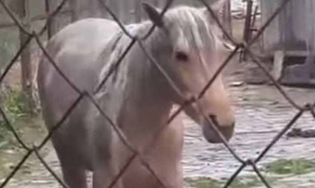 Σκληρό βίντεο: Γι΄ αυτό έκλεισε ο μοναδικός ζωολογικός κήπος της Αλβανίας