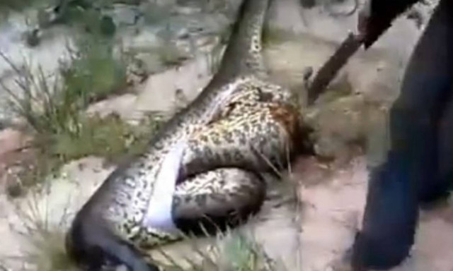Δεν φαντάζεστε τι βρήκαν στην κοιλιά ενός ανακόντα! (video)