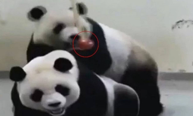 Ταϊβάν: Τι προτιμά ένα πάντα από το... σεξ; (video)