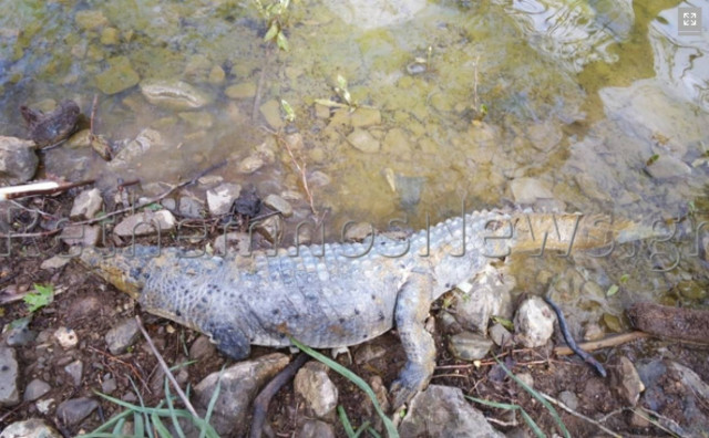 Κρήτη: Εντοπίστηκε νεκρός ο Σήφης ο κροκόδειλος (Photos)