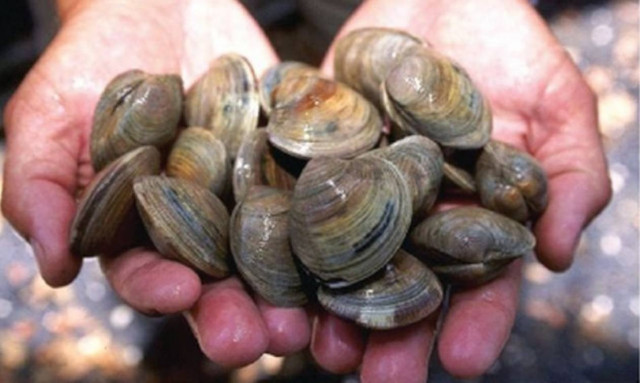 Κατασχέθηκε ένας τόνος ακατάλληλα όστρακα πριν βγει στην αγορά