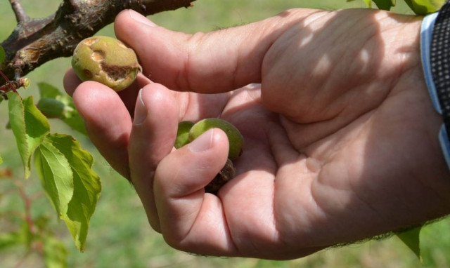 ΕΛΓΑ: Τη Μ. Τρίτη οι αποζημιώσεις σε 11.710 παραγωγούς