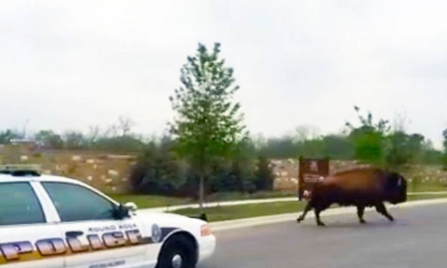 Αστυνομικοί καταδιώκουν βούβαλο σε λεωφόρο του Τέξας (video)
