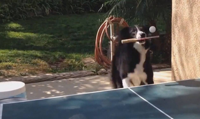 Eίναι σκύλος και παίζει πινγκ πονγκ (video)