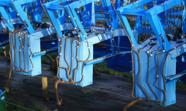 Καλλιεργούν δέντρα σε σχήμα καρέκλας (video)