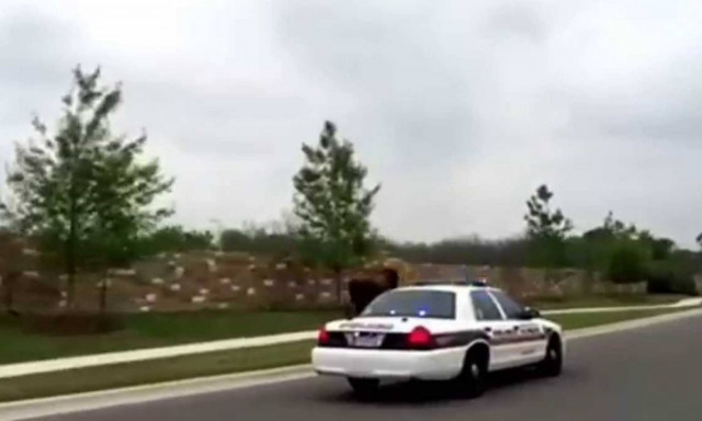 ΗΠΑ: Καταδίωξη… βίσονα στους δρόμους του Τέξας (video)