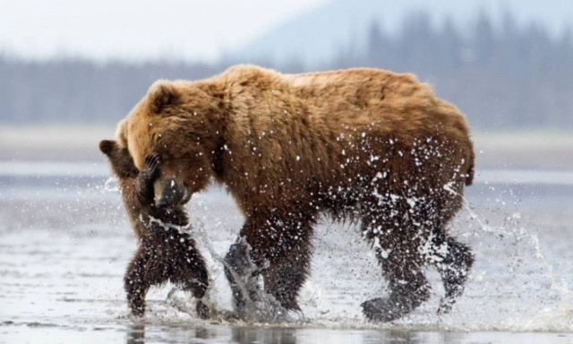 Άγρια φύση, άγρια ομορφιά (photos)