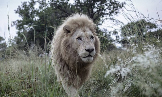 Λιοντάρι στον οδοντίατρο; Κι όμως... (video)