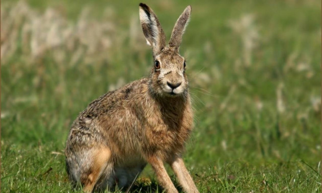 Ο λαγός και ο λύκος