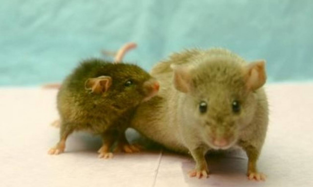 Βραζιλία: Ποντίκια εισέβαλαν στο Κοινοβούλιο (video)