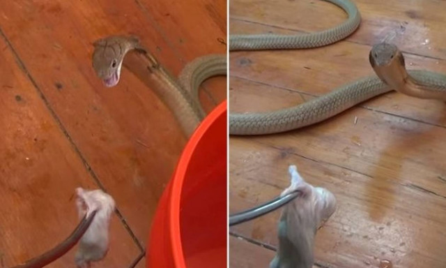 Παιχνίδι… θανάτου με μια βασιλική κόμπρα και το γεύμα της! (video)