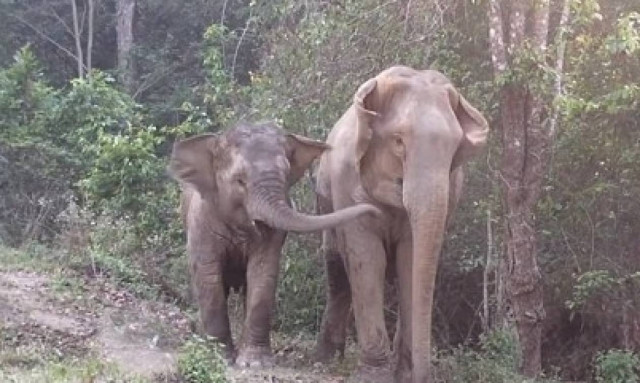 Η συγκινητική επανασύνδεση ελεφαντίνας με την κόρη της (video)