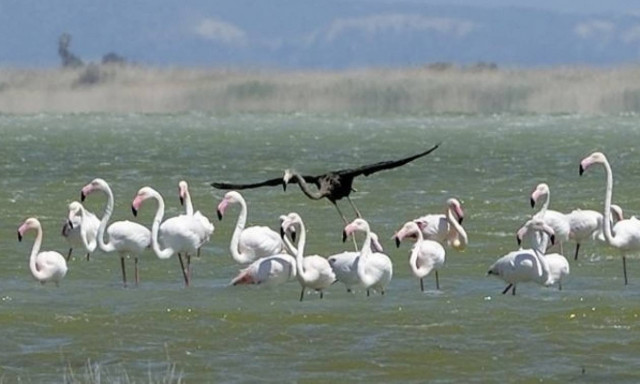 Στην Κύπρο εθεάθη το μοναδικό στον κόσμο μαύρο φλαμίνγκο