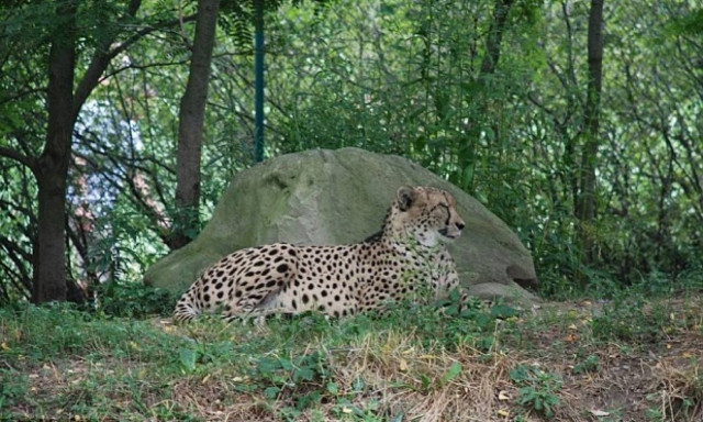 ΗΠΑ: Δίχρονος έπεσε στο κλουβί με τσιτάχ (video)