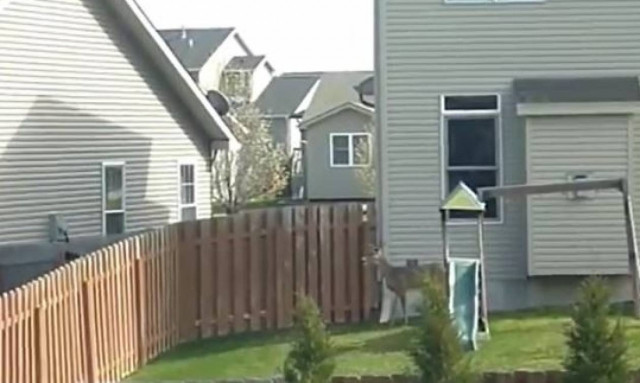 Ελάφι-δραπέτης πηδάει τους φράχτες (video)