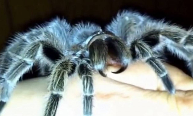 Ταραντούλα σπάνιας ομορφιάς επιτίθεται στον ιδιοκτήτη της (video)