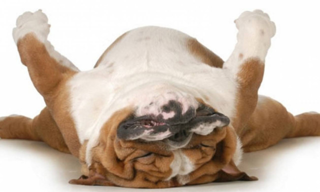 Είναι αυτός ο πιο τεμπέλης σκύλος του κόσμου; (Video)