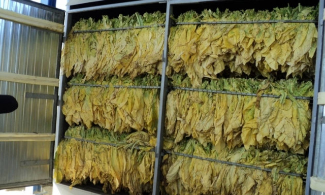 ΣΕΚΕ: Μεγαλύτερες ποσότητες καπνού στην Αίγυπτο