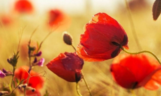 Παπαρούνα: Σύμβολο παρηγοριάς, γονιμότητας και αιώνιας ζωής