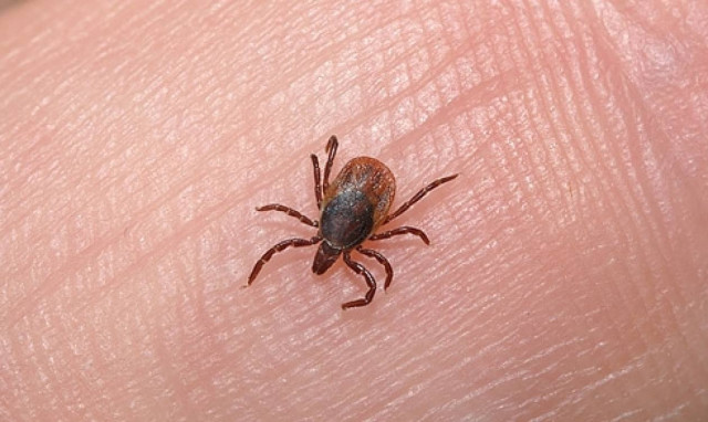 Μέτρα για το θανατηφόρο περιστατικό αναπλάσμωσης από τσίμπημα τσιμπουριού