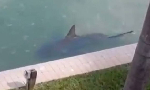 ΗΠΑ: Βρήκε έναν καρχαρία να κολυμπά στην αυλή της! (video)