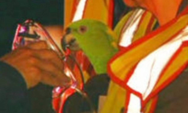 Παπαγάλοι σώθηκαν από τις φλόγες φωνάζοντας «βοήθεια»! (pics)