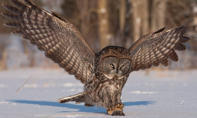 Κουκουβάγια: Ο αθόρυβος κυνηγός εν δράσει (photos)