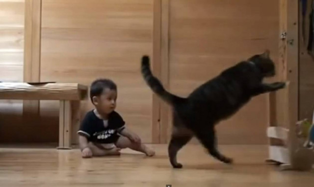 Γάτα μαθαίνει σε μωράκι να… περπατά! (video)