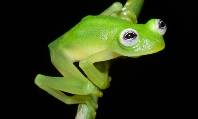 Ο Κέρμιτ υπάρχει και ζει στην Κόστα Ρίκα (photos)