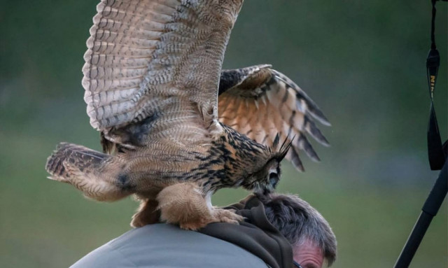 Η κουκουβάγια που κάθεται στο κεφάλι σου ζει στην Ολλανδία (video)