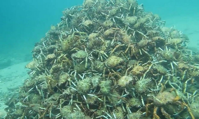 Kαβούρια αράχνες: Μπορείτε να εξηγήσετε το φαινόμενο; (video)