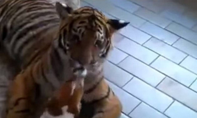 Το πιο ατρόμητο σκυλάκι του πλανήτη παίζει με μία… τίγρη! (video)