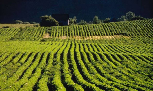 Πιερία: Μαχαίρωσαν 72χρονο αγρότη στο χωράφι του