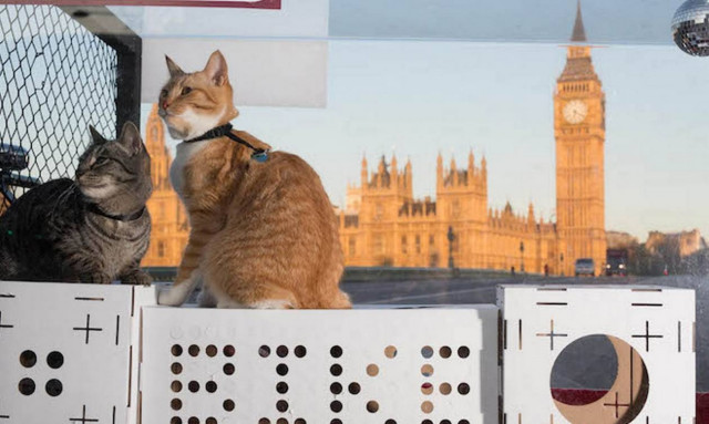 Αυτές οι γάτες πήγαν στο Λονδίνο με ποδήλατο (video)