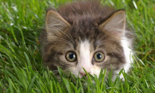 Γάτες γίνονται viral γιατί έτσι! (video)