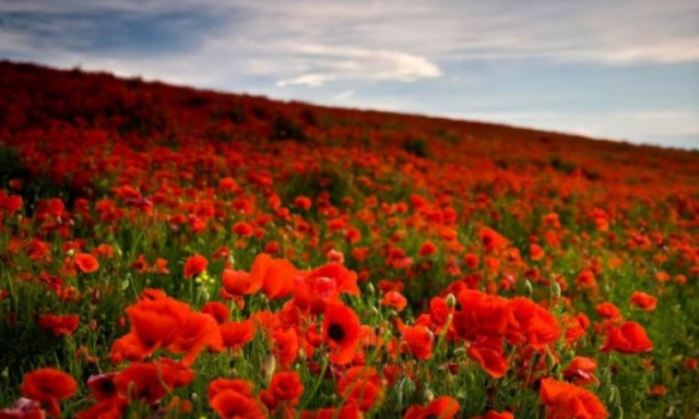 Πρωτομαγιά: Οι εκδηλώσεις στην Αθήνα για το τριήμερο!