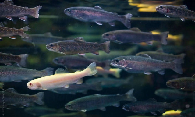 Ήπειρος: Απαγόρευση αλιείας στα ποτάμια