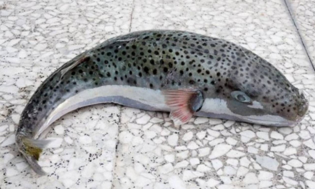 Κρήτη: Έπιασε λαγοκέφαλο 5 κιλών (video)