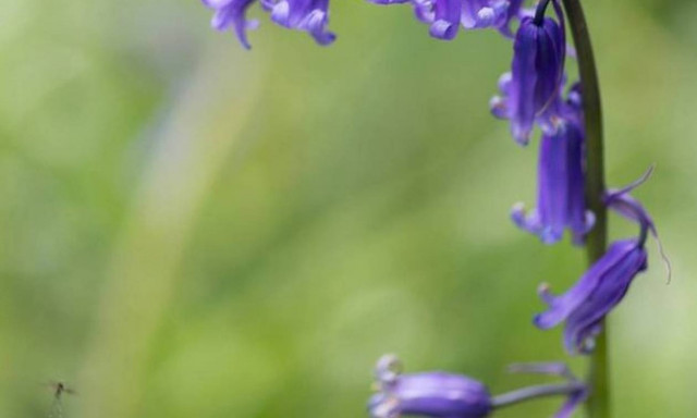 Υπάρχουν νεράιδες; Μια μητέρα λέει ότι αυτή η φωτογραφία είναι η απόδειξη! (photos)