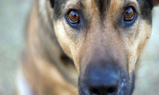 Ρέθυμνο: Σε λειτουργία το δημοτικό κτηνιατρείο