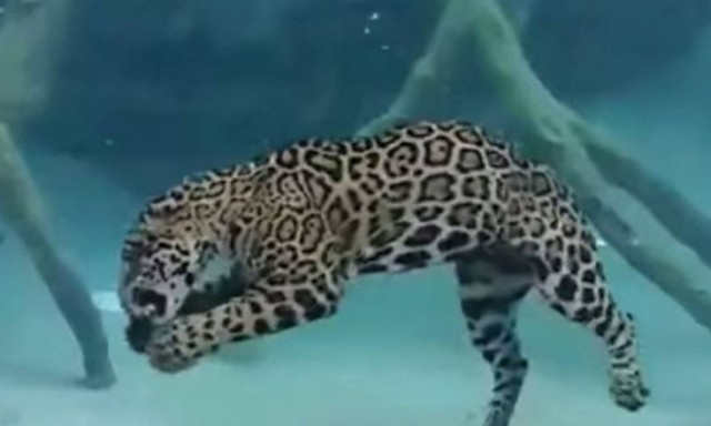 Ο απόλυτος τρόμος: Τζάγκουαρ κυνηγά στο βυθό! (video)