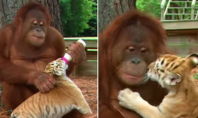 Ημέρα της Μητέρας: Ουρακοτάγκος υιοθετεί τιγράκια (video)