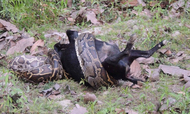 Πύθωνας καταπίνει αμάσητη ολόκληρη κατσίκα! (video)