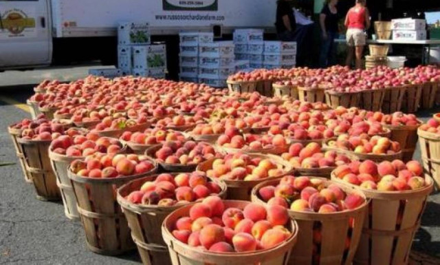 Τέλη Μαΐου οι αποζημιώσεις στους ροδακινοπαραγωγούς