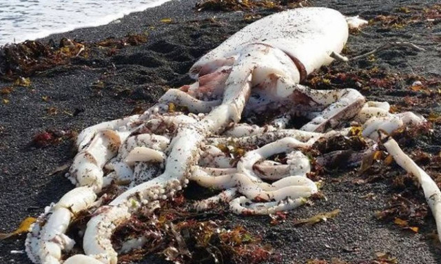 Γιγάντιο καλαμάρι ξεβράστηκε στη Ν. Ζηλανδία (photos)
